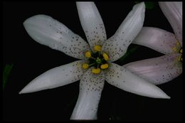 Image of redwood lily