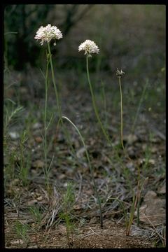 Image of Rawhide HIll onion