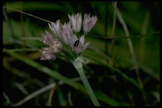 Image of Hickman's Onion