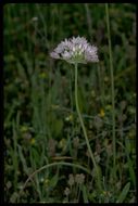 Image of Purdy's fringed onion