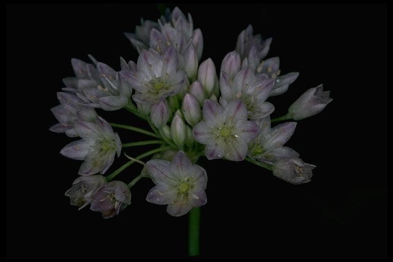 Image of Purdy's fringed onion