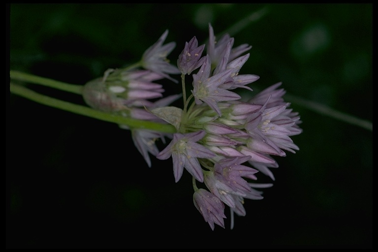 Image of Purdy's fringed onion