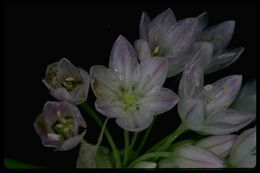 Image of Purdy's fringed onion