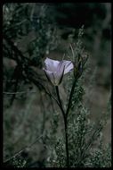 Image of sagebrush mariposa lily