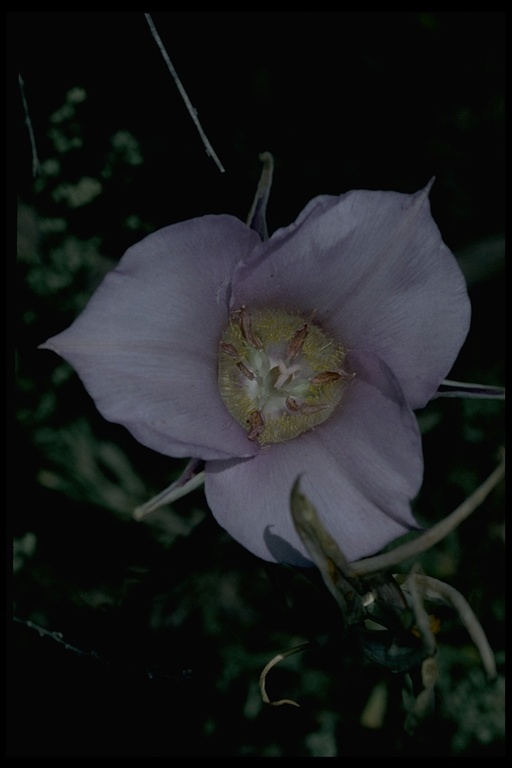 Image of sagebrush mariposa lily