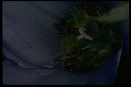 Image of sagebrush mariposa lily