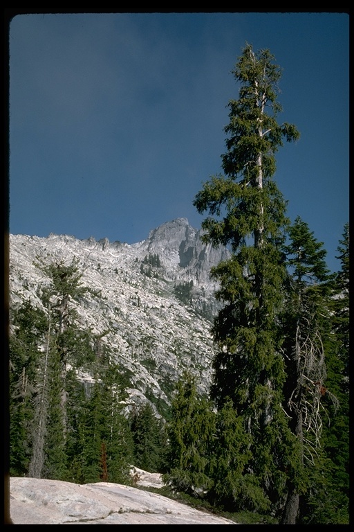 Image of Brewer spruce