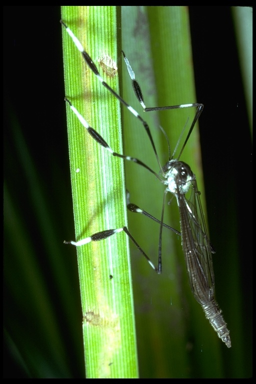 Imagem de Bittacomorpha occidentalis Aldrich 1895