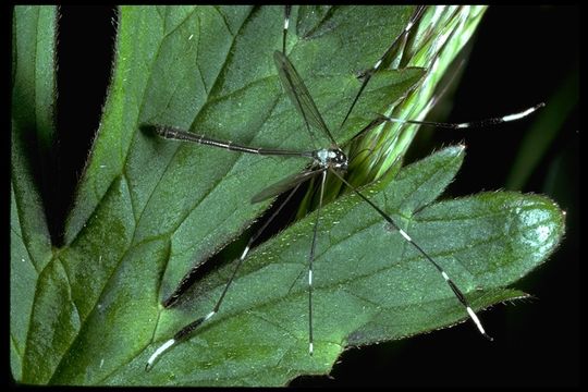 Imagem de Bittacomorpha occidentalis Aldrich 1895