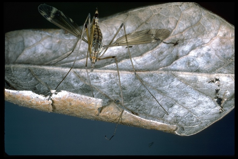 Image of large crane flies