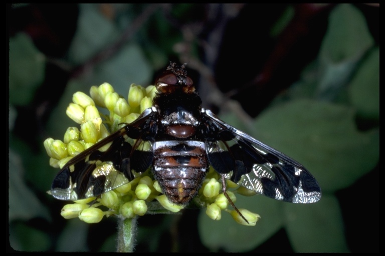 Слика од Exoprosopa caliptera (Say 1823)