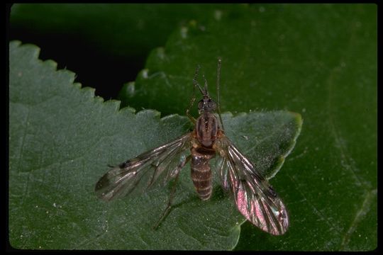 Image de Sylvicola fenestralis (Scopoli 1763)