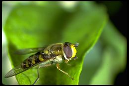 Image of flower flies