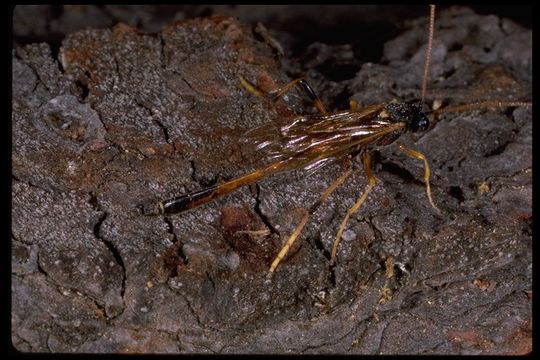 Image of ichneumon wasps