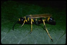 صورة Sceliphron caementarium (Drury 1773)