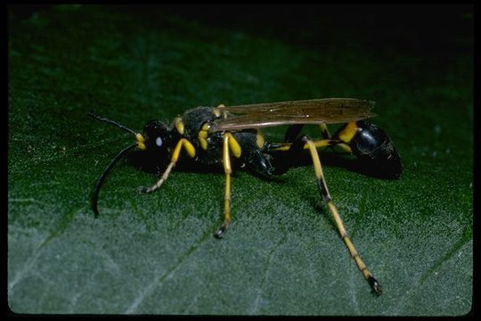 Image of Black and Yellow Mud Dauber