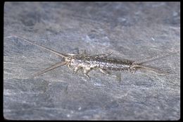 Image of silverfish