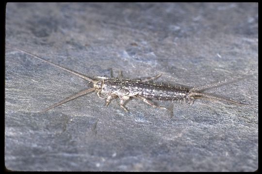 Image of silverfish