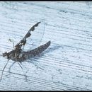 Image of small minnow mayflies