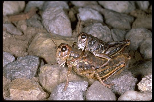 Image of Slow Mountain Grasshopper