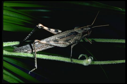 Image of Vagrant grasshopper