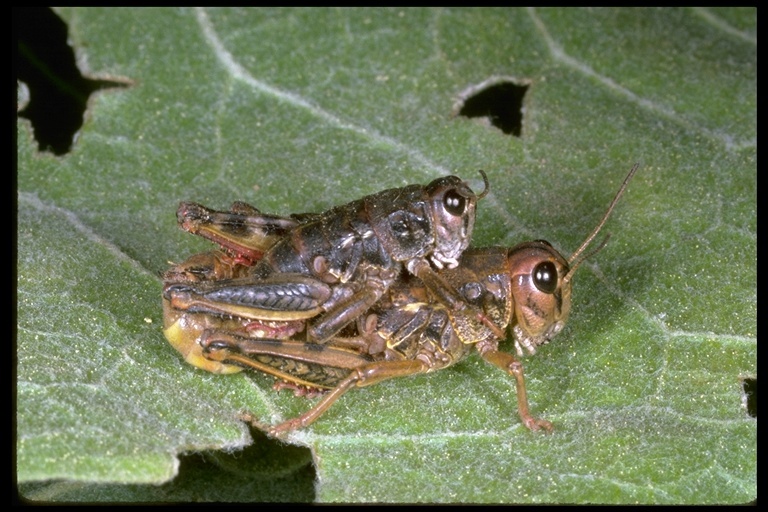 Image of Slow Mountain Grasshopper