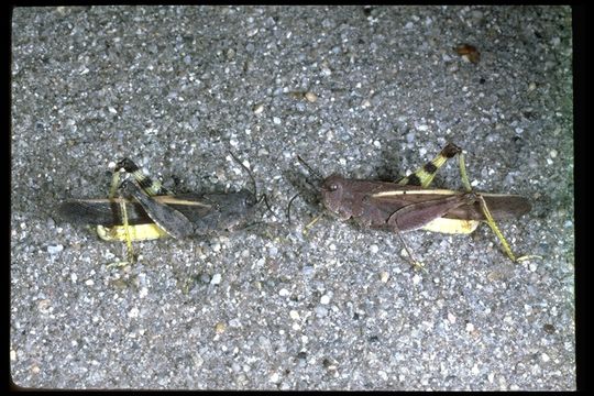 Image of Nevada Red-winged Grasshopper