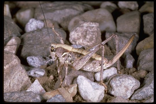 Image de Neduba convexa Caudell 1907