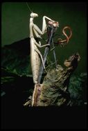 Image of Mediterranean Mantis