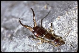 Image of Common European earwig