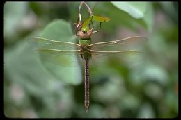 Image of Common Green Darner