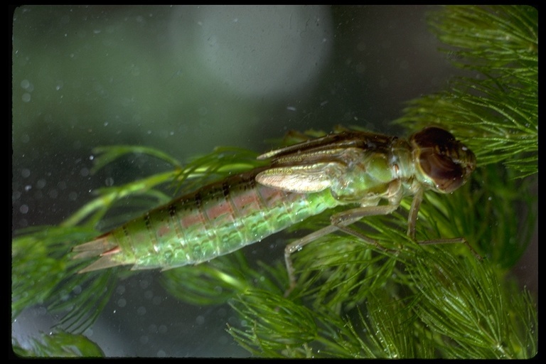 Image of Common Green Darner