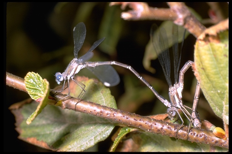 Image of Archilestes californicus McLachlan 1895