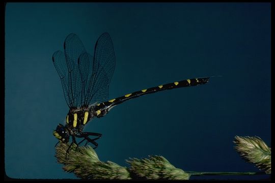 Image of Pacific Spiketail