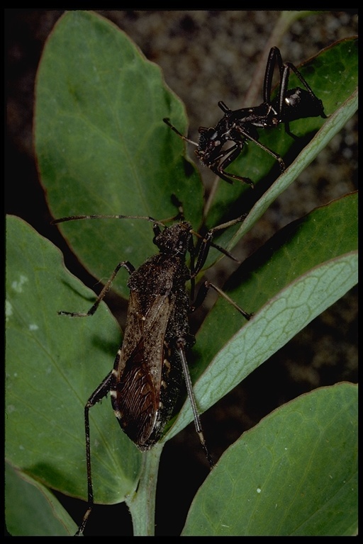 Image of broad-headed bugs