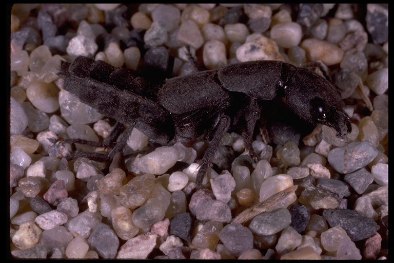 Image of rove beetles