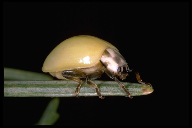 Image of Rathvon's Lady Beetle