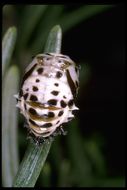 Image of Rathvon's Lady Beetle