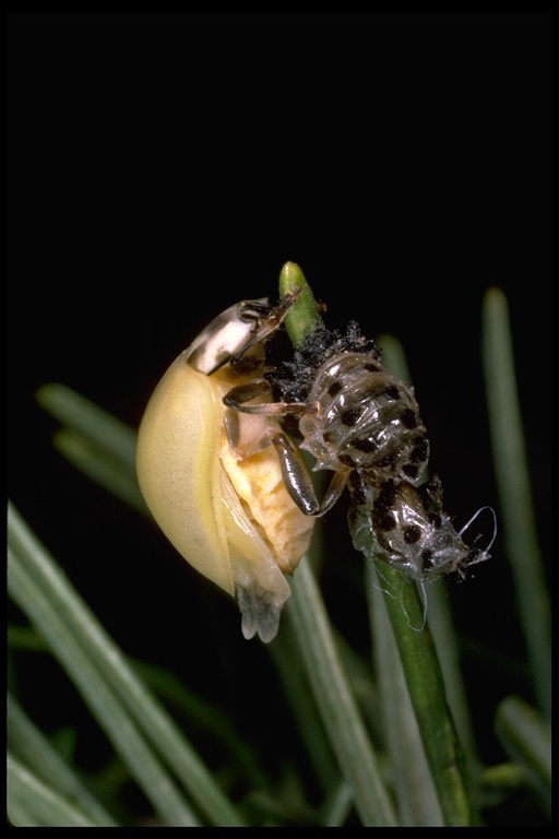 Image of Rathvon's Lady Beetle