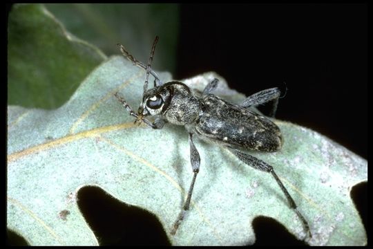 Imagem de Xylotrechus (Rusticoclytus) nauticus (Mannerheim 1843)