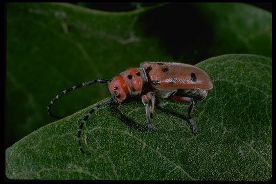 Image of Red-femured Milkweed Borer