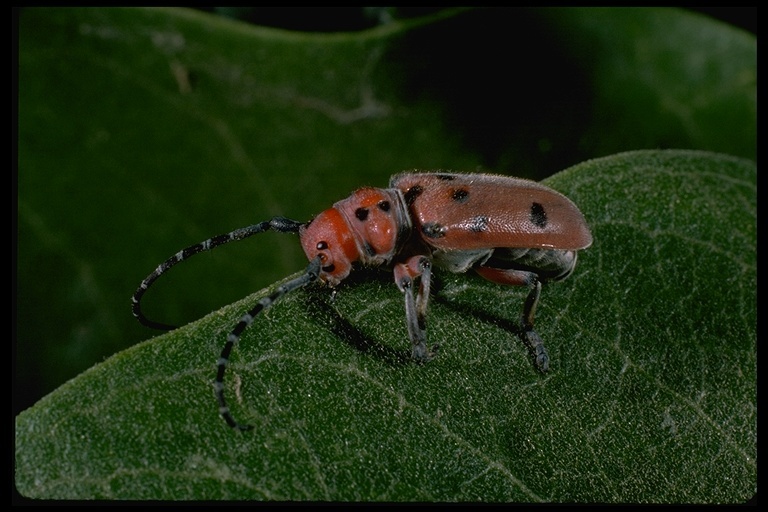 Sivun Tetraopes femoratus Le Conte 1847 kuva