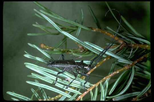 Image of Monochamus scutellatus oregonensis Le Conte 1873