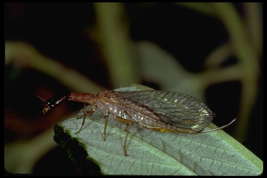 Image of Agulla (Glavia) unicolor Carpenter 1936