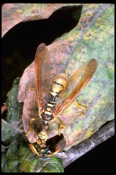 Image of Wasp Mantidfly