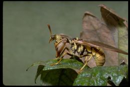 Climaciella brunnea (Say ex Keating 1824)的圖片