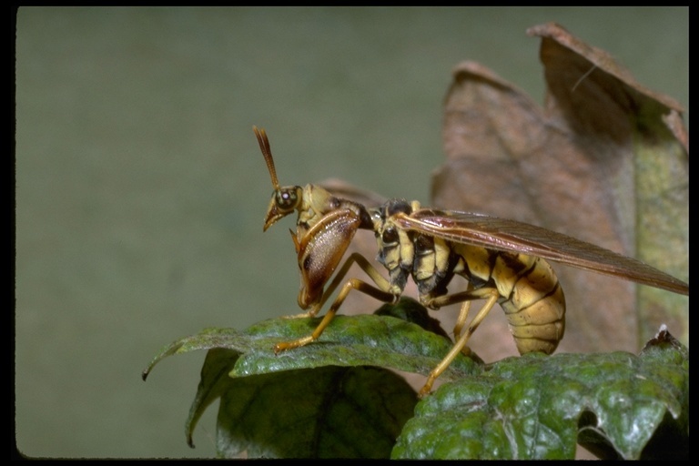 Image of Wasp Mantidfly