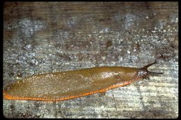 Image of Black slug