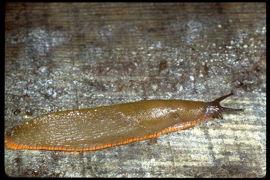 Image of Black slug