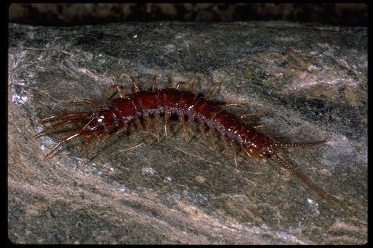 Image of centipedes